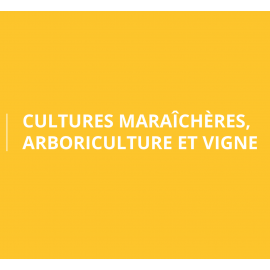 Cultures maraîchères, Arboriculture et Vigne