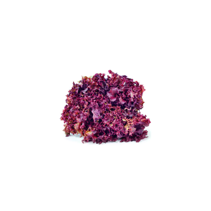 EGLANTINE