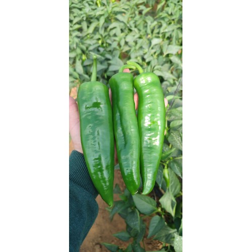 JBALI F1
