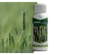 Lancement d'un nouveau fongicide Céréales KESTREL