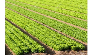 Lancement du nouvel insecticide du sol BELEM 0.8MG